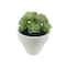 Assorted Micro Potted Succulent, 1pc. by Ashland®